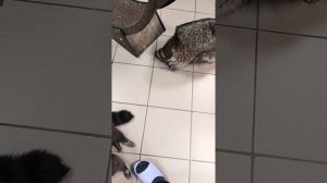 Дом енотов в Ижевске