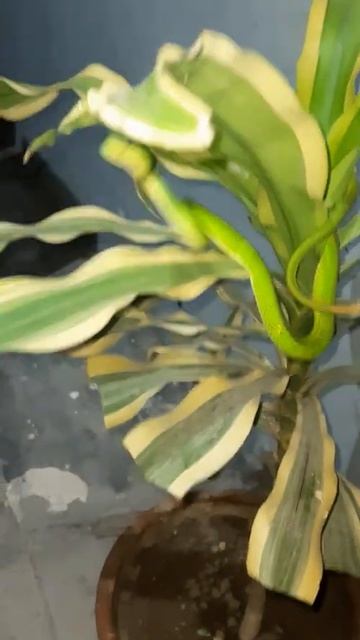 Red tail Bamboo Green Pit Viper Snake 🐍 смотреть онлайн