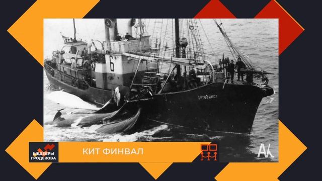 Шедевры Гродекова: Скелет Кита Финвала. GuberniaTV смотреть онлайн