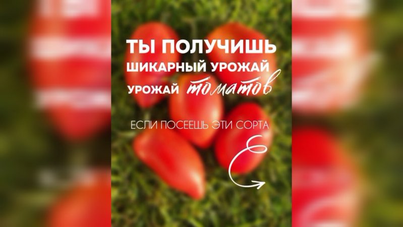 Артикул 275090620 набор томатов «На любой вкус»