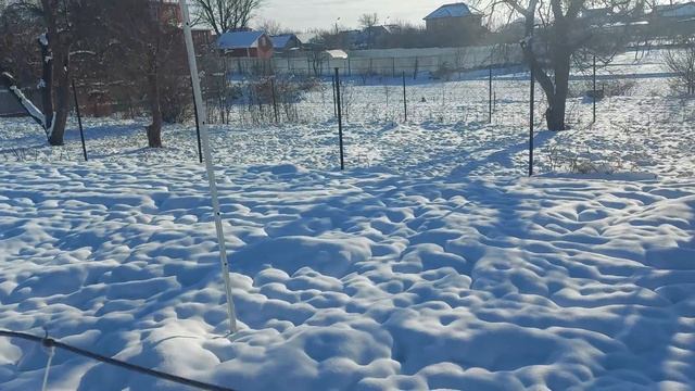 сорта винограда которые мы убрали со своего виноградника смотреть онлайн