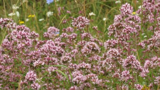 Origanum vulgaris смотреть онлайн