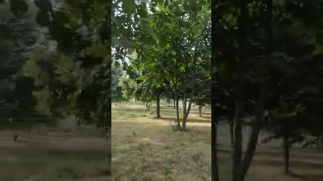 Сбор лесных орехов🌰 смотреть онлайн