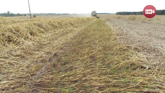 В одном из хозяйств Слонимского района повысили урожайность в  два раза!