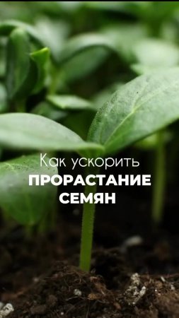 🌱Хотите ускорить прорастание семян?