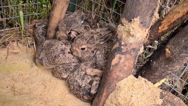 Башня из зайчат. Каждый играет в свои пирамидки хD смотреть онлайн