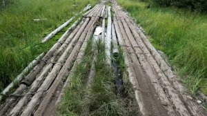 Лесная дорога в костромской глубинке, когда едешь за грибами...