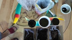 Цветы из питомника сохраняю и наращиваю корни.