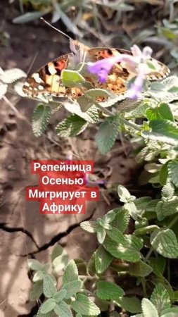 Йоу, перелетная бабочка_мигрантка!Замечена в Тольятти репейница зимует в Африке#shorts-RUTUBE