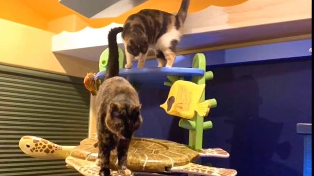 Kabocha on nip and other cats смотреть онлайн