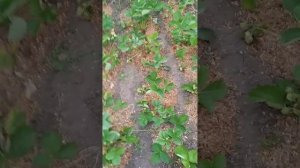 Скворцы-вредители!!!!