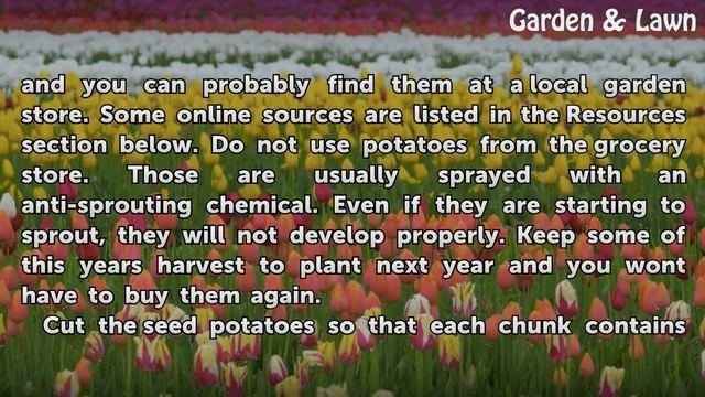 How to Grow Potatoes in a Barrel of Sawdust смотреть онлайн