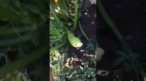 кабачок даша dasha f1