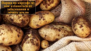 Парша на картофеле как избавиться от заболевания и лечить землю