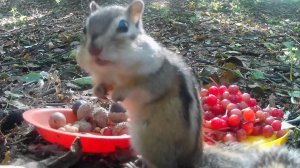 К нам повадилось ворьё. "Дикое, но симпатишное." //Eutamias sibiricus