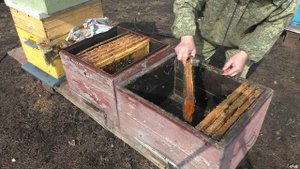 ПЕРВАЯ ВАЖНАЯ РАБОТА С ПЧЁЛАМИ!ч.1