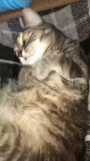 🐾 Жизнь кошачья 😌😅