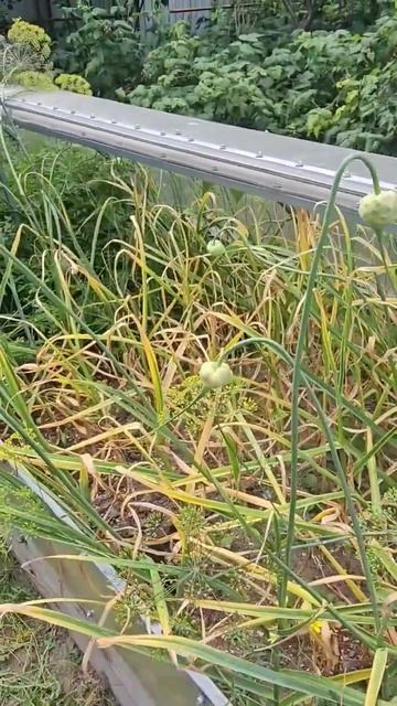 Пора убирать чеснок.  Надо ли завязывать и обрывать стрелки? вечный вопрос!