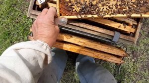 Выпускаем матку из клеточки в улей