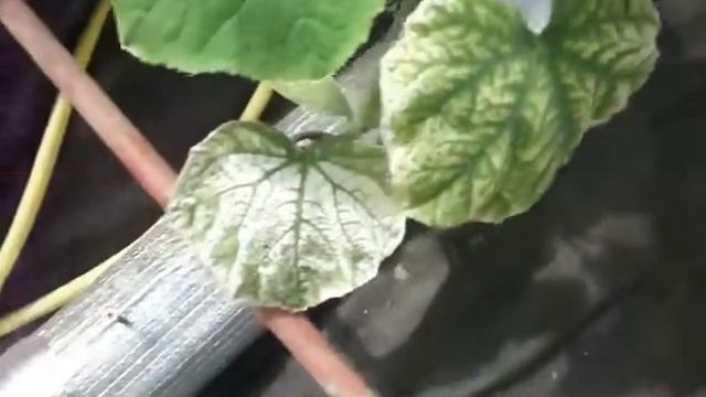 19.06.2016 г. гидропоника на даче огурцы смотреть онлайн