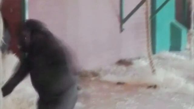 Танцующая горилла стала звездой интернета