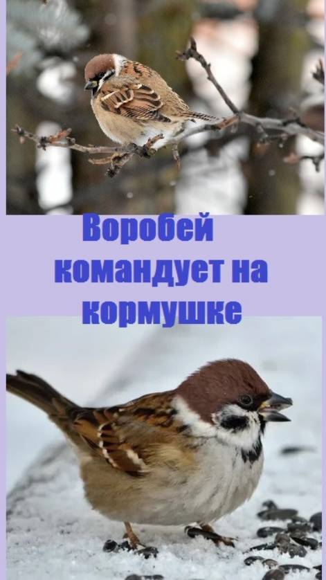 Сегодня на кормушке главный - воробей!