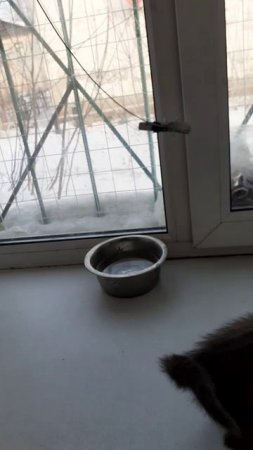 Разыгрался на окошке.
