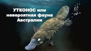 Утконос или невероятная фауна Австралии