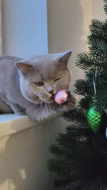 Пора убирать ёлочку от  пока он её сам не разобрал урал екатеринбург котик том кот_том cat