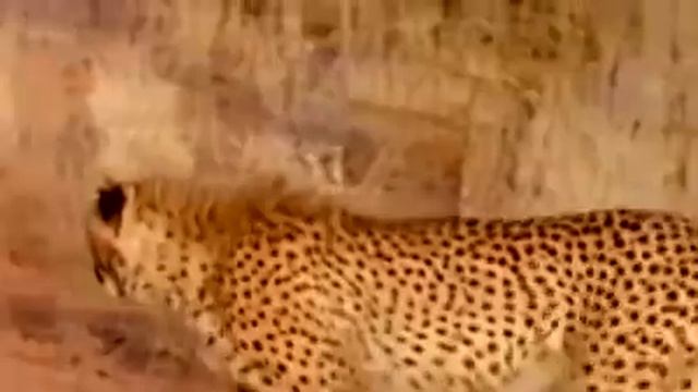 Amazing scimitar oryx protect Teammate From leopard attack смотреть онлайн