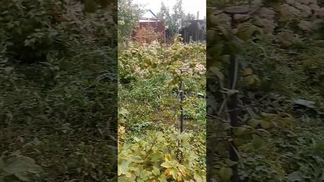 МОЙ САД-ОГОРОД УБОРКА УРОЖАЯ !!! смотреть онлайн