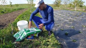 🍓Удобрение для КЛУБНИКИ👌