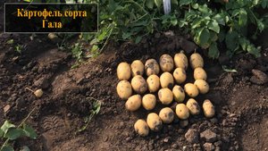 Картофель сорта Гала