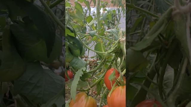 Знакомство с томатами и виноградом Подмосковья смотреть онлайн