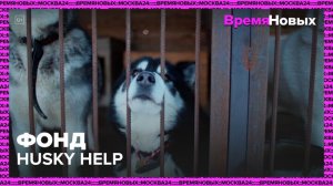 "Время новых": фонд помощи бездомным ездовым собакам Husky Help - Москва 24