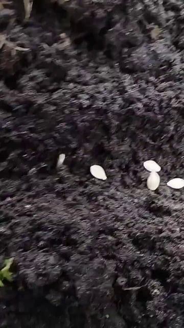 Исправляю свои ошибки. Ещё не поздно посеять кабачки и патиссоны сухими семенами. 03.06.2023 #short смотреть онлайн