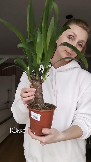 Новые растения✅ в наличии 👉 10.03 👈 тг plantsnn #shorts