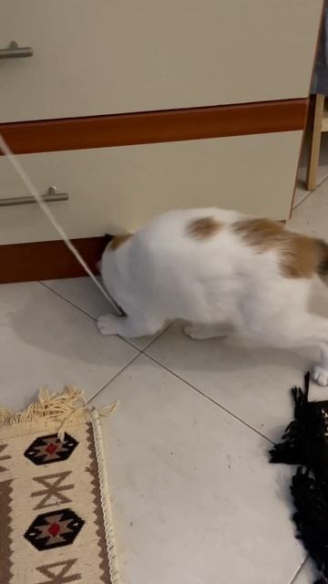 Игры кошачьих детей #албания #переездвалбанию #животные #кошки #игры смотреть онлайн