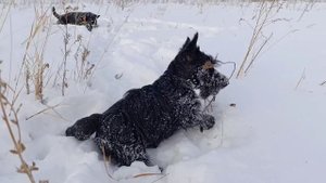 Снежные прогулки.mp4