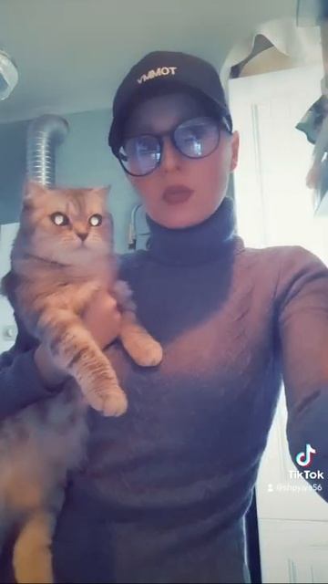 кошки животные коты тренды тикток ютуб приколы смех юмор камедиклаб ржака ржач