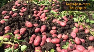 Картофель сорта Ред Скарлет