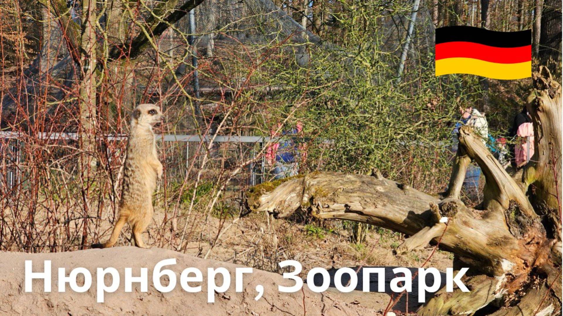 Нюрнбергский зоопарк, Германия — место, которое вы не захотите пропустить