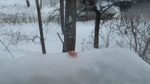 Сорока за мясом прилетела (замедленная съёмка)