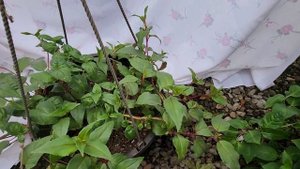 фуксия, когда нужно начинать прищипывать макушки.