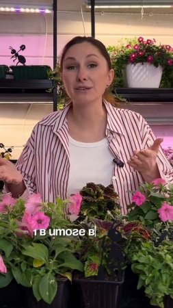 Полив в поддон может быть опасен