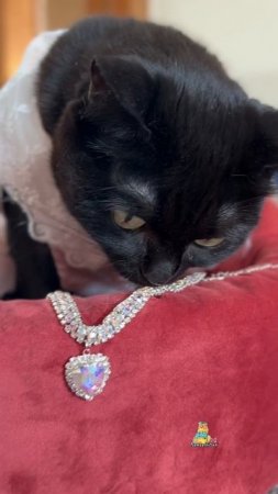 А какой подарок получили вы?😻 #котики #подарок #8марта