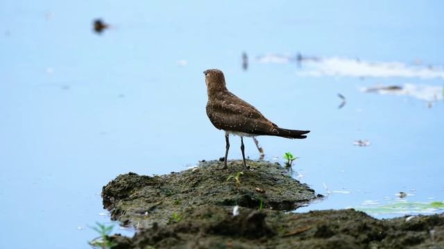 燕鴴 Oriental Pratincole смотреть онлайн