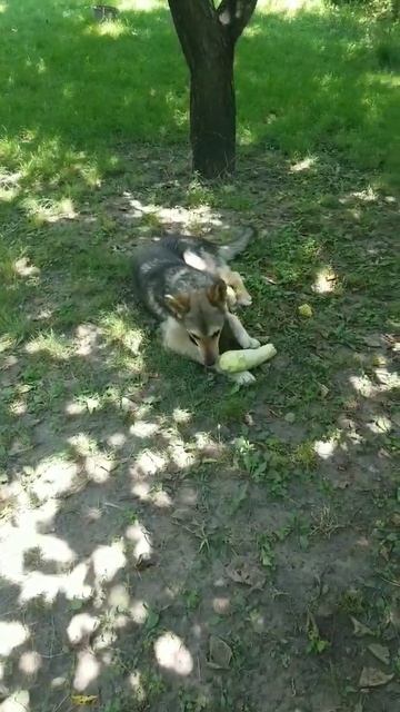 Овчарка Ася ест кабачок #овчарка #овчаркаАся #деревенскаяжизнь #жизньвдеревне #люсимили #доброеутро смотреть онлайн