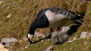Курьёзы природного мира 2 сезон 10 серия «Волшебные появления» (документальный сериал, 2013)