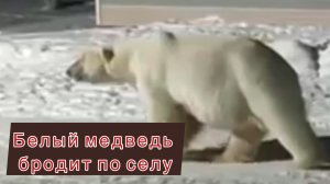 Белый медведь бродит по селу